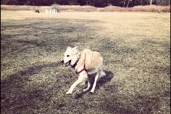 dog park in the hamptons