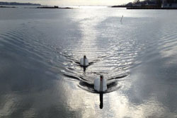 pet friendly and wheelchair accessible vacation rental home in southampton